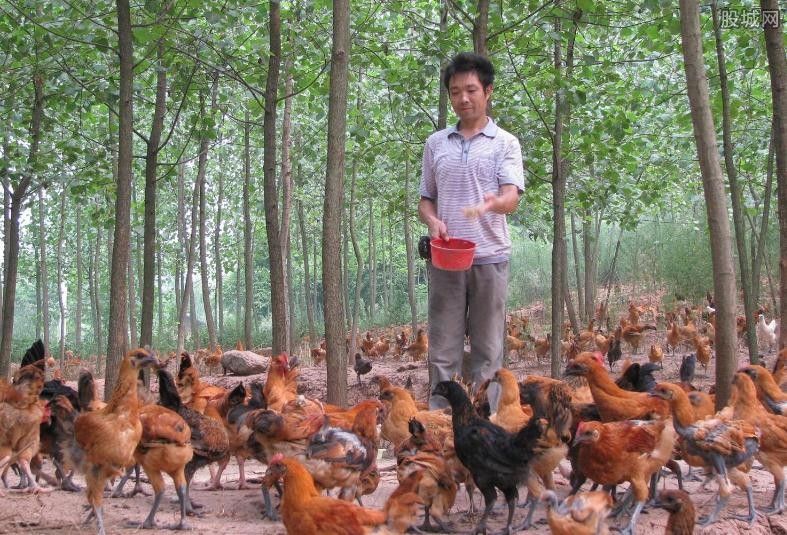 养殖赚钱吗 农村如何养鸭子赚钱年收入超过10万