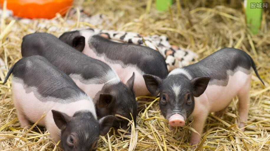 猪价或影响家禽行情 2020养殖业还赚钱吗?