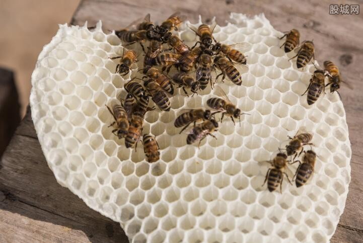 【最热】兄弟驯蜂年入百万 蜜蜂养殖有多值钱