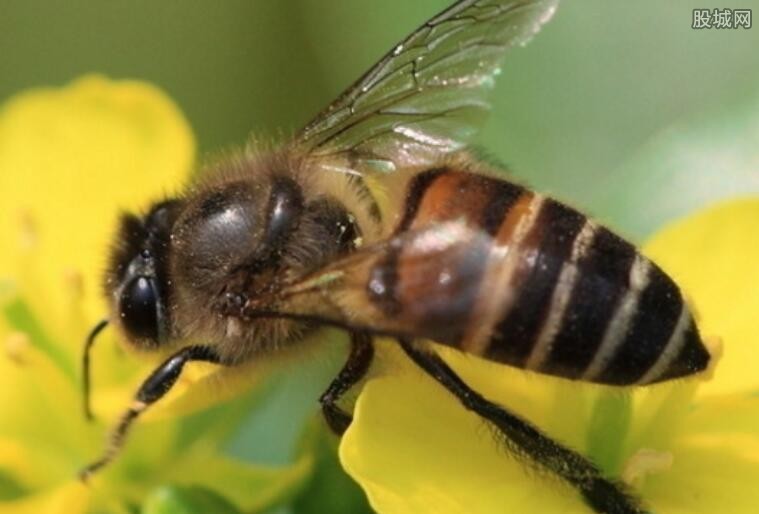 【最热】兄弟驯蜂年入百万 如何饲养蜜蜂更赚
