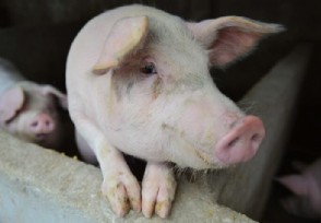 为什么现在投资养猪已经晚了 猪肉ζ价格下跌不再赚钱