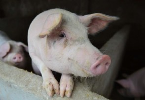 猪价突变蛋价企稳两大养殖风险袭来 涉及猪、鸡、牛羊养殖户